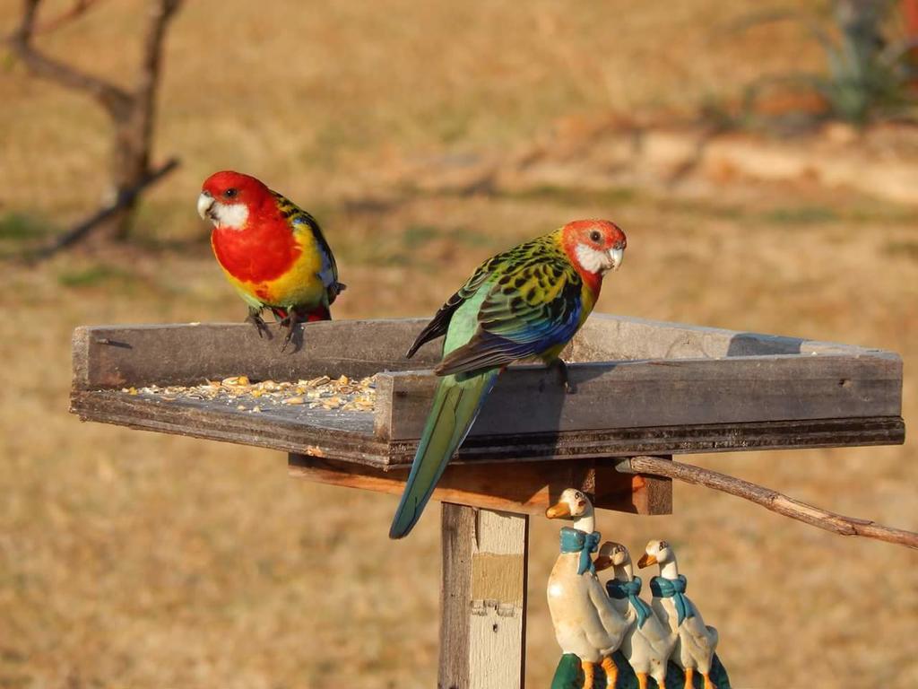Grovely House Bed and Breakfast Stanthorpe Exteriör bild