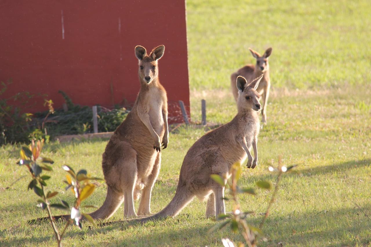Grovely House Bed and Breakfast Stanthorpe Exteriör bild