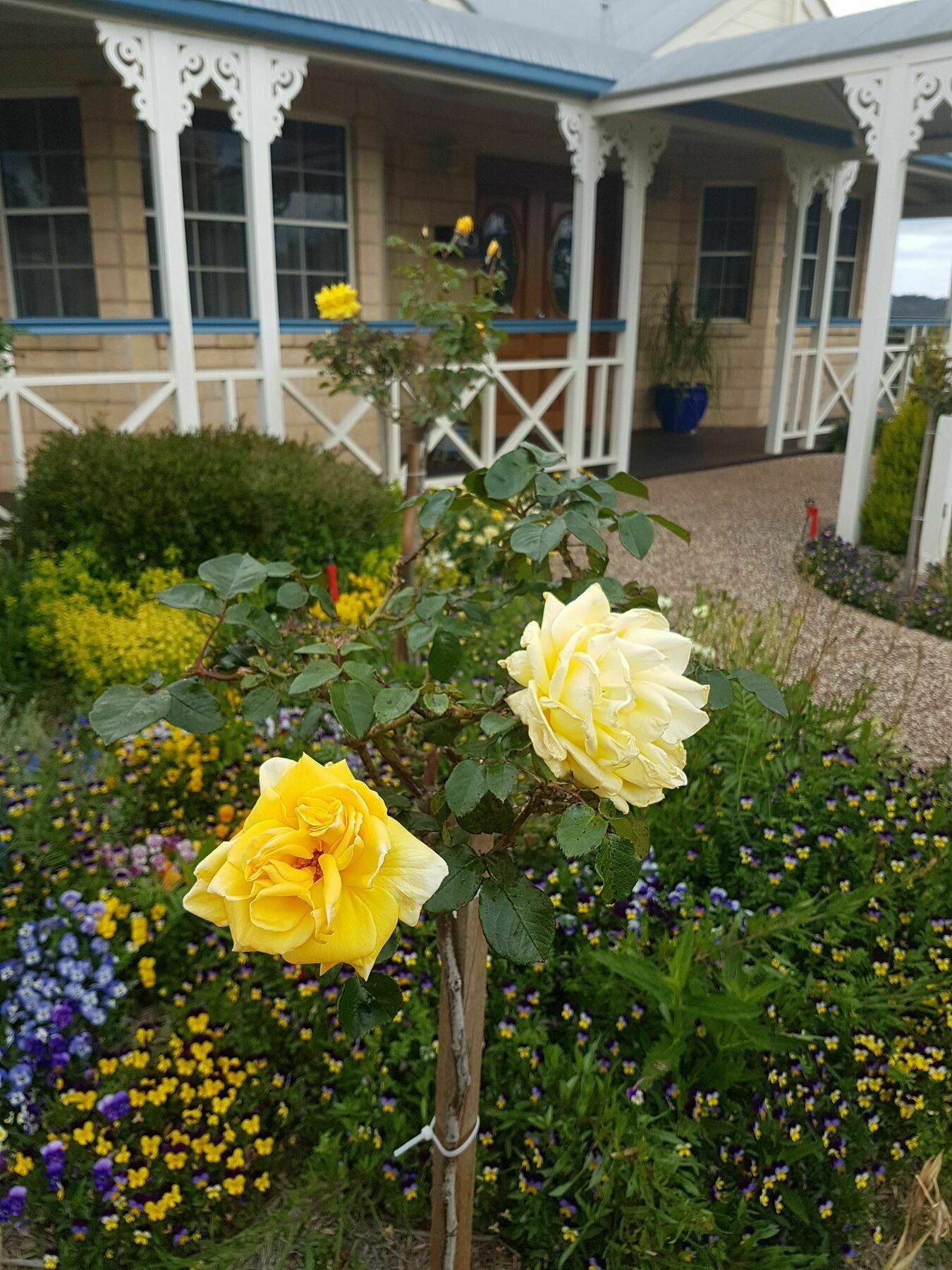 Grovely House Bed and Breakfast Stanthorpe Exteriör bild